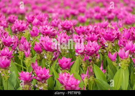 Le curcuma est un genre d'environ 100 espèces reconnues dans la famille Zingiberaceae qui contient des espèces telles que le curcuma et le Siam Tulip. Banque D'Images