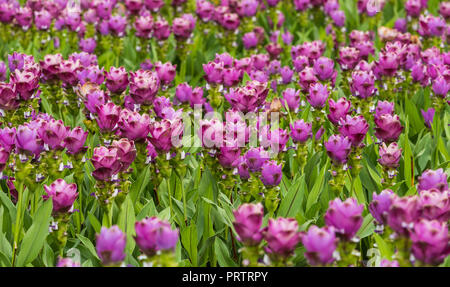 Le curcuma est un genre d'environ 100 espèces reconnues dans la famille Zingiberaceae qui contient des espèces telles que le curcuma et le Siam Tulip. Banque D'Images