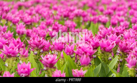 Le curcuma est un genre d'environ 100 espèces reconnues dans la famille Zingiberaceae qui contient des espèces telles que le curcuma et le Siam Tulip. Banque D'Images