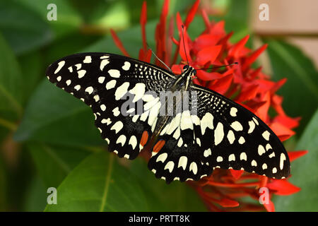 Les agrumes ou swallowtail butterfly sur Ixora coccinea Noël fleurs. Banque D'Images