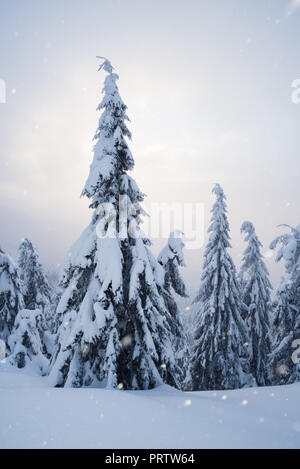 Paysage d'hiver avec des forêts de sapin dans les montagnes. Soirée tranquille avec le brouillard et la neige. Soleil brille à travers les nuages Banque D'Images