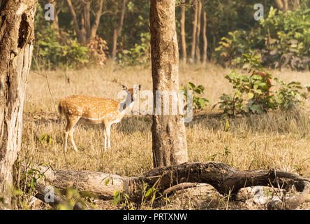 Chevreuil dans les bois. Safari dans le parc national de Rajaji. paysage d'automne. femelles dans la forêt Banque D'Images