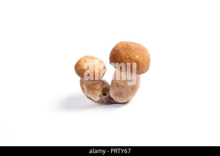 Récolté à l'automne des champignons comestibles double cèpes (Boletus edulis) connu sous le nom de champignons porcini isolé sur fond blanc. Banque D'Images