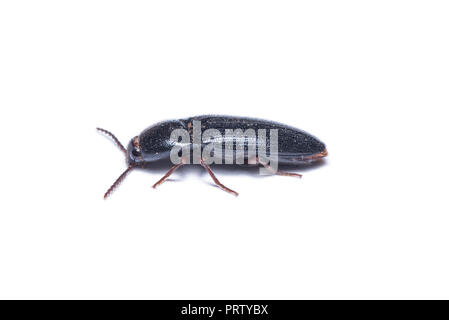 Cliquez sur ponderosa Dendroctone du printemps ou isolé sur fond blanc. Banque D'Images