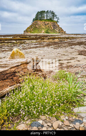 Tskawahyah Island, la flatterie des Rocks, vue depuis le cap Alava, côte du Pacifique, l'Olympic National Park, Washington State, USA Banque D'Images