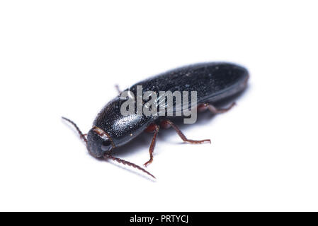 Cliquez sur ponderosa Dendroctone du printemps ou isolé sur fond blanc. Banque D'Images