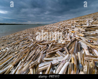 Shell Ensis siliqua rasoir sur Titchwell beach Norfolk Banque D'Images