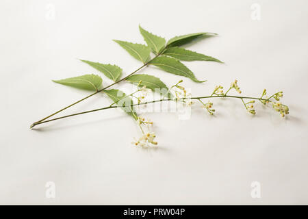 Des feuilles de neem neem médicinales avec fleurs sur fond blanc Banque D'Images