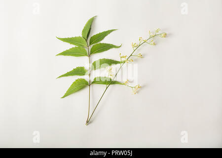 Des feuilles de neem neem médicinales avec fleurs sur fond blanc Banque D'Images