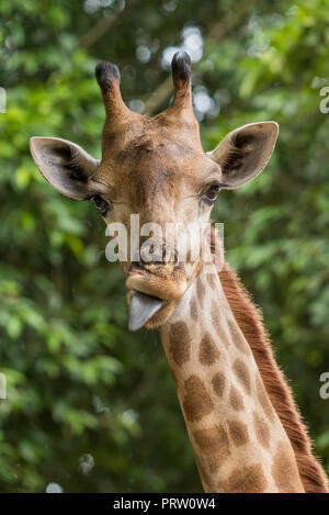 La photo en gros plan de la tête de girafe avec la langue qui sort. Banque D'Images