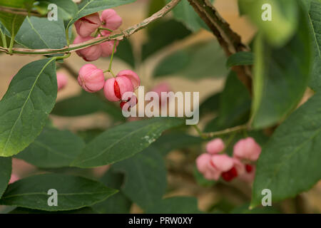 Euonymus phellomanus, jeune succulentes baies roses empoisonnées de burning bush baies rouge vif avec le mûrissement graines à l'intérieur extrêmement toxiques Banque D'Images