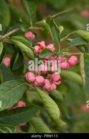 Euonymus phellomanus, jeune succulentes baies roses empoisonnées de burning bush baies rouge vif avec le mûrissement graines à l'intérieur extrêmement toxiques Banque D'Images