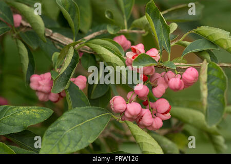 Euonymus phellomanus, jeune succulentes baies roses empoisonnées de burning bush baies rouge vif avec le mûrissement graines à l'intérieur extrêmement toxiques Banque D'Images