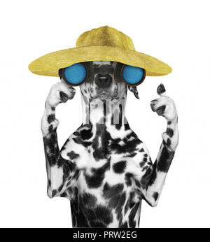 Chien dalmatien dans un chapeau à la recherche et l'observation avec des jumelles -- isolé sur fond blanc Banque D'Images