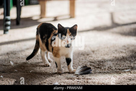 Mignon petit chat a mangé dove. Chaton hunter Banque D'Images