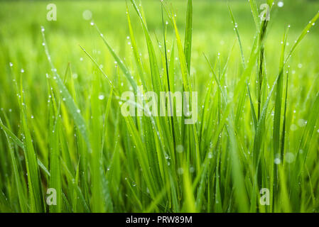 Photo macro d'herbe verte le matin avec des gouttes de rosée Banque D'Images