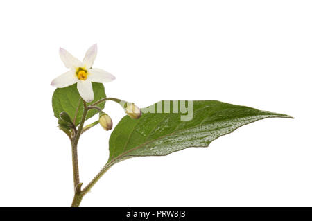 La morelle noire, Solanum nigrum, fleurs feuillage isolés contre white Banque D'Images