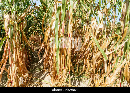 La récolte de maïs qui souffrent de la sécheresse. Des rangées de plants de maïs dans un champ affecté par la sécheresse pendant un été chaud et sec dans la campagne française. Banque D'Images