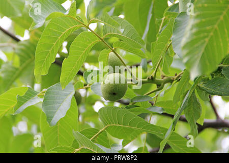 Juglans regia le mûrissement des fruits parmi les feuilles vertes sur l'arbre. Nut growing on tree branch. Écrou vert et les feuilles sur l'arbre Banque D'Images