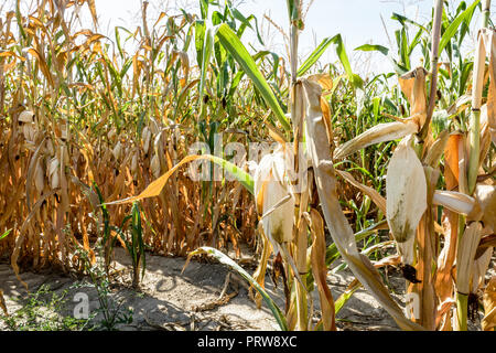 La récolte de maïs qui souffrent de la sécheresse. Les plantes de maïs dans un champ affecté par la sécheresse pendant un été chaud et sec dans la campagne française. Banque D'Images