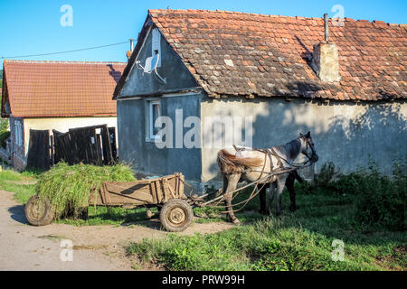 Cheval et campagne saxonne en Roumanie ville pastorale agricole Banque D'Images