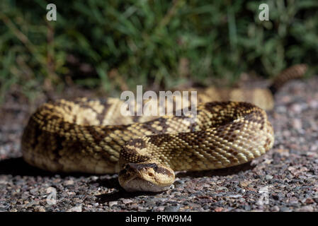 À queue noire de l'Ouest, le crotale (Crotalus molossus), Cave Creek Canyon, montagnes Chiricahua, Arizona, USA. Banque D'Images