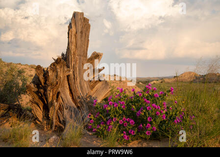 Colorado 4 heures, (Mirabilis multiflora), Désert Ojito, New Mexico, USA. Banque D'Images