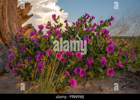 Colorado 4 heures, (Mirabilis multiflora), Désert Ojito, New Mexico, USA. Banque D'Images