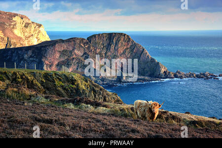 Highland cow sur la côte sauvage d'Islay, en Écosse. Photographiée près de le monument américain. Banque D'Images