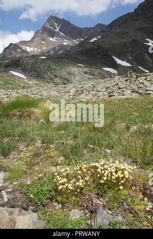 L'Italie, le parc national de Stelvio. Près de col de Gavia Alpes Ortler. Paysage alpin. En arrière-plan : Corno dei Tre Signori peak, 3360m de haut. Banque D'Images