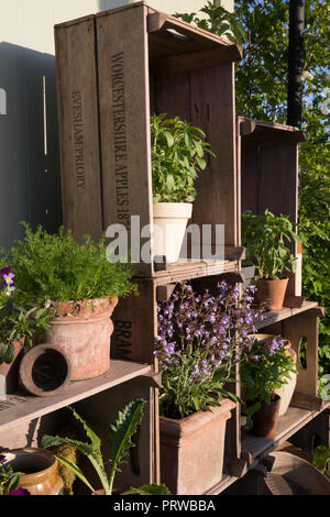 En terre cuite émaillée et divers vieux pots plantés d'herbes, sauge, menthe, Viola, basilic, camomille, affiché dans les vieilles caisses d'Apple, le G du parfumeur Banque D'Images