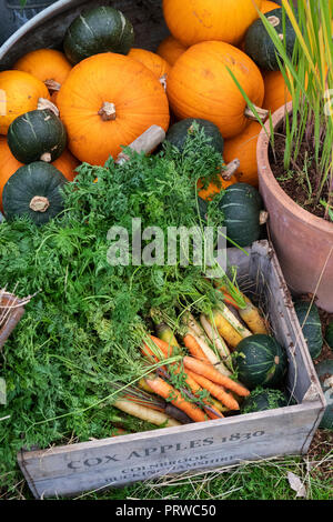 Daucus carota et Cucurbita pepo. La citrouille, la courge gourde et les carottes anciennes sont exposées dans une vieille brouette. ROYAUME-UNI Banque D'Images