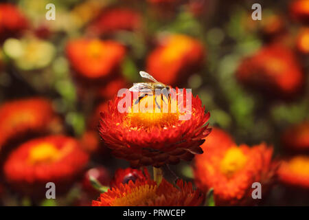 Abeille assis sur un beau rouge avec rouge et fleurs Helichrysum fond vert de jardin Banque D'Images