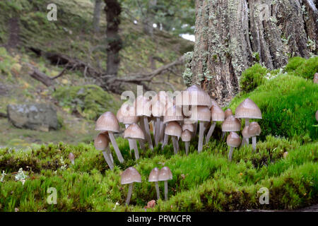Mycena inclinata (en cluster bonnet) est un champignon saprophytes se trouve fréquemment sur le bois en décomposition (surtout de chênes et de châtaigniers), de plus en plus petits groupes. Banque D'Images