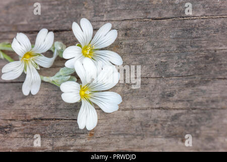 Bouquet de fleurs blanches sur un fond de bois de l'espace de copie. Banque D'Images