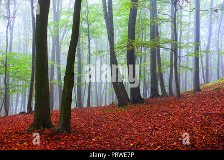 Paysage Forêt brumeuse Banque D'Images