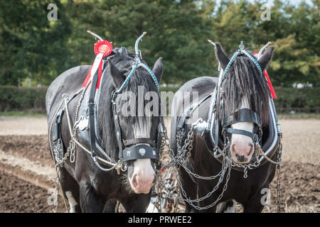 Cheval de Labour 2018 Cheshire Banque D'Images