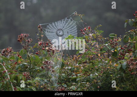 Spider web avec la rosée sur Matin brumeux Banque D'Images