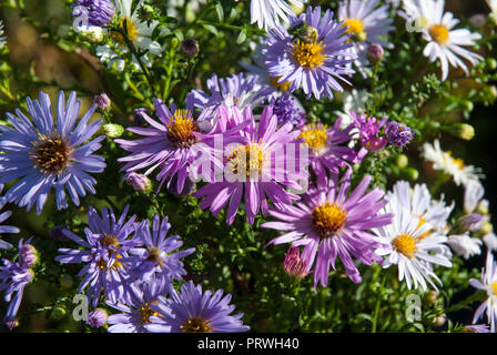 Divers Michaelmas colorés/ marguerites marguerites Nouvelle Angleterre dans une variété de couleurs, blanc, rose, mauve, violet ensemble dans le soleil. Banque D'Images