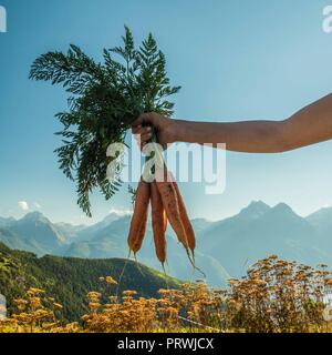 Carottes biologiques fraîchement récoltées dans l'air et vue de Lignan des alpes, vallée d'Aoste, Italie du Nord-Ouest Banque D'Images