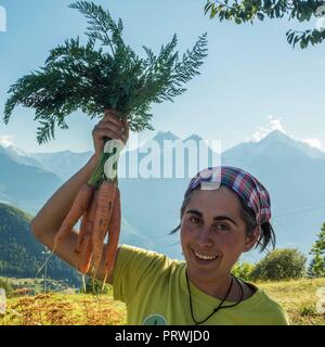 Les carottes fraîchement récoltés jusqu'fièrement par un agriculteur de Lignan, vallée d'Aoste, NW Italie Banque D'Images