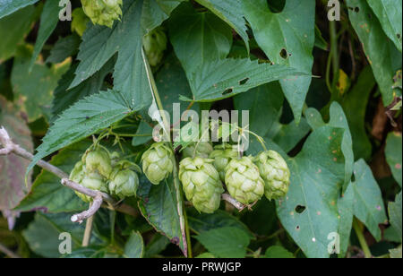 Prouvé, Flandre, Belgique - 15 septembre 2018 : Libre de cônes de houblon sur l'usine prête à être récoltée. Environnement vert brunâtre avec des brindilles. Banque D'Images