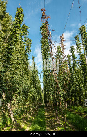 Prouvé, Flandre, Belgique - 15 septembre 2018 : Des rangées de hautes plantes houblon vert sur le terrain sous ciel bleu. Les lignes et les poteaux de suspension visibles. Banque D'Images