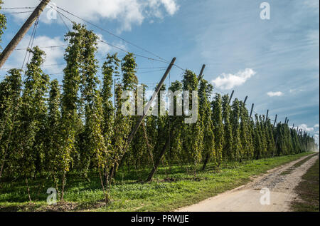 Prouvé, Flandre, Belgique - 15 septembre 2018 : voir le long des routes rurales brunâtre sur le côté du grand champ de houblon vert avec les lignes et les poteaux de suspension visib Banque D'Images