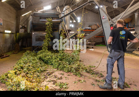 Prouvé, Flandre, Belgique - 15 septembre 2018 : l'intérieur de barn, l'homme se connecte le houblon fraîchement récolté les chaînes de l'usine de la cueillette qui sépare la machine Banque D'Images