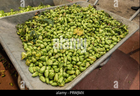 Prouvé, Flandre, Belgique - 15 septembre 2018 : brouette gris plein de cônes de houblon fraîchement récoltées en vert. Banque D'Images