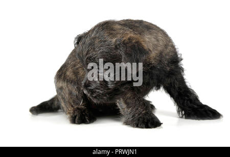 Chiot cairn terrier assis sur le plancher Banque D'Images