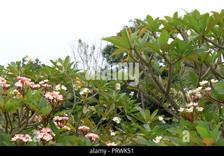 Plantes luxuriantes, blanc et rose qui fleurit dans les arbres d'oléandre Bangkok (Krung Thep), la Thaïlande, l'Asie. La nature de fond de l'Asie. Banque D'Images