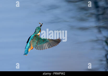 Droitwich, Royaume-Uni. 4 octobre 2018. Météo au Royaume-Uni : le soleil éclatant d'aujourd'hui offre une bonne visibilité et cet oiseau de kingfisher sauvage isolé (Alcedo atthis) profite pleinement de certaines excellentes conditions de pêche. Avec des eaux aussi claires, il est capable de prendre même la plus petite des proies. Avec des poissons dans le bec, il est capturé ici dans le milieu de l'air, près, de derrière, volant au-dessus de l'eau de retour à sa perchaude au bord du lac. Crédit: Lee Hudson/Alay Live News Banque D'Images