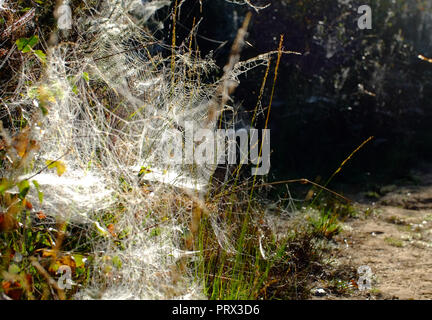 Chailey réserve naturelle commune, East Sussex. UK. 5 octobre 2018. Couvertures d'araignées couvrir l'ajonc arbuste en commun Chailey, UK. Les toiles sont créés par de vastes colonies d'ajonc minuscules acariens . ©Peter Cripps/Alamy Live News Banque D'Images